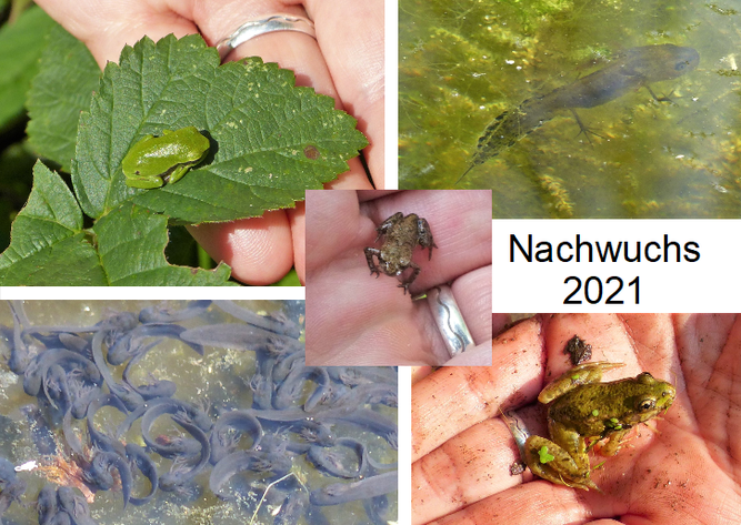 Nachwuchs z.B. bei 1) Laubfrosch, 2) Kammmolch, Mitte) Erdkröte, 3) Grasfrosch, 4) Teichfrosch