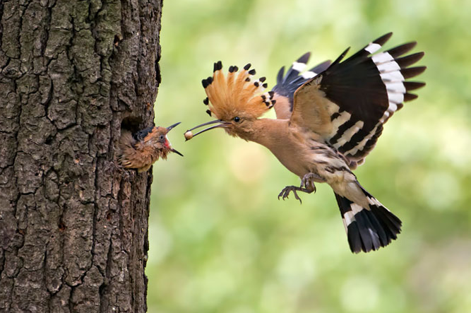 Foto: Thomas Hinsche, NABU
