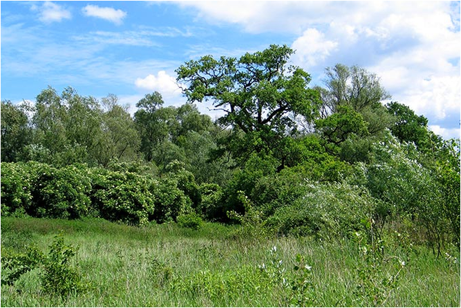 NABU-Schutzgebiet "Grünaue bei Eltville" - Foto: Hartmut Mai