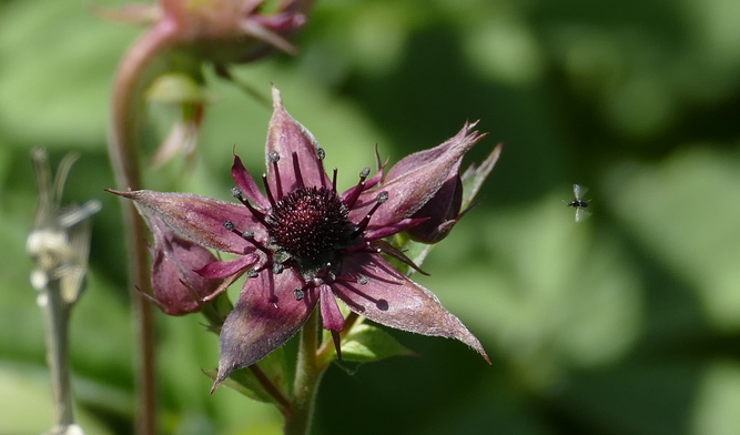 Das Sumpfblutauge - Blume des Jahres 2025