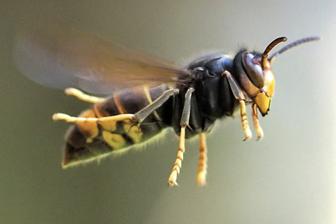 Asiatische Hornisse im Flug, mit typisch hochgestellten Hinterbeinen und gelben Füssen. Foto: Ulrich vor dem Esche/naturgucker.de