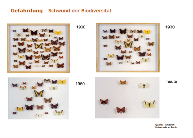 Schwund der Biodiversität