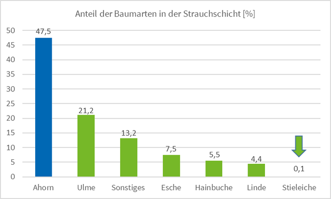 Tausende Ahornkeimlinge sind im Frühjahr am Boden des Auwaldes zu finden, in der Strauchschicht machen sie fast die Hälfte der Naturverjüngung aus. Die Stieleiche hingegen hat es schwer und kommt nur selten über das Keimlingsstadium hinaus.