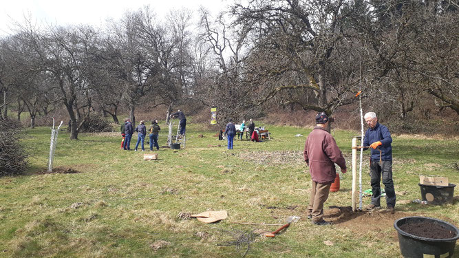 Die Streuobstwiese Hopfengarten bekam durch Neupflanzungen von Jungbäumen und Zuschneiden der Altbäume ein neues Gesicht. (Foto: Robert Wiest)  