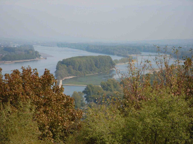 Blick von oben auf den Rhein , im Vordergrund Bäume, auf dem Rhein die Insel Ilmen Aue, die mit Bäumen bestanden ist