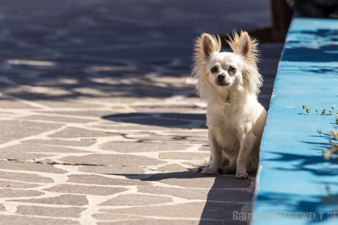 Panarea, liparische, Inseln, tipps, hund, hündchen, strand, bar, zimmari, restaurant