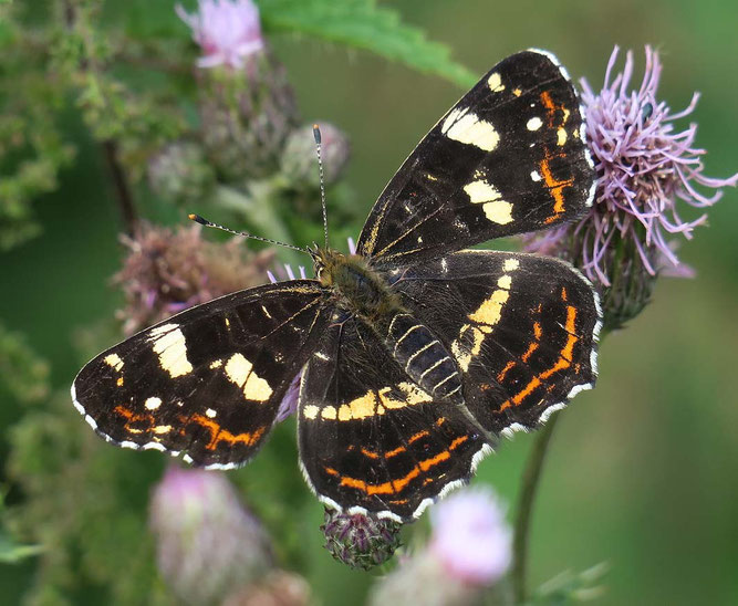 Das Landkärtchen, hier die Sommerform, ist einer der zahlreichen Schmetterlingsarten, die im Nettetal zu finden sind