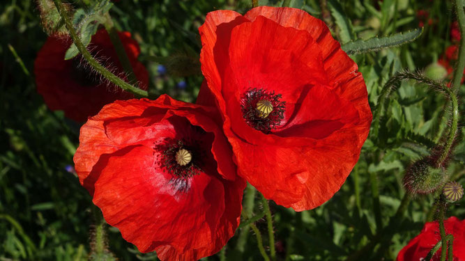 Hauswiese, gesehen in Wierschem