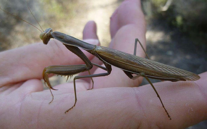 Europäische Gottesanbeterin (Mantis religiosa)