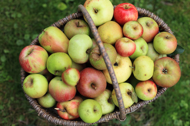 Korb mit Apfel Streuobst - Korb mit Äpfeln - Alte Apfelsorten