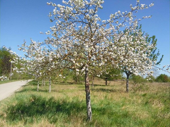 Streuobstwiese zur Blütezeit zwischen Maxdorf und Lambsheim  Foto: M. Fluck
