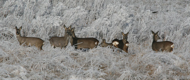 Rehe am NABU-Biotop (Foto: Gehring)