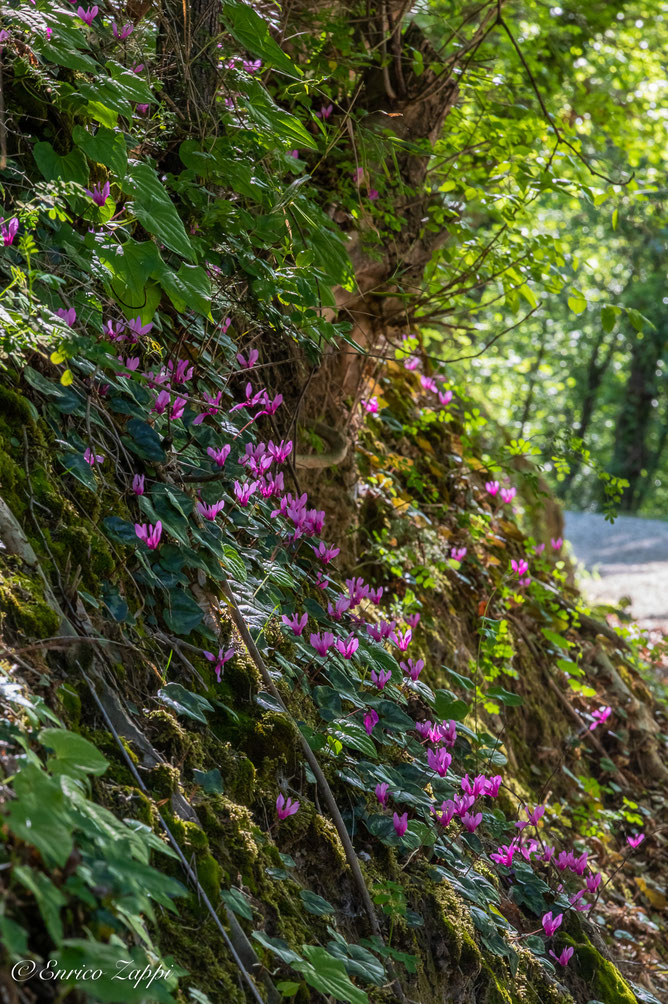 Una "cascata" di ciclamini primaverili.