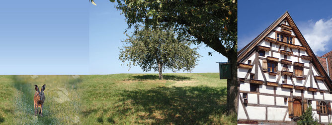 Feldhase Obstbaum Fachwerkhaus