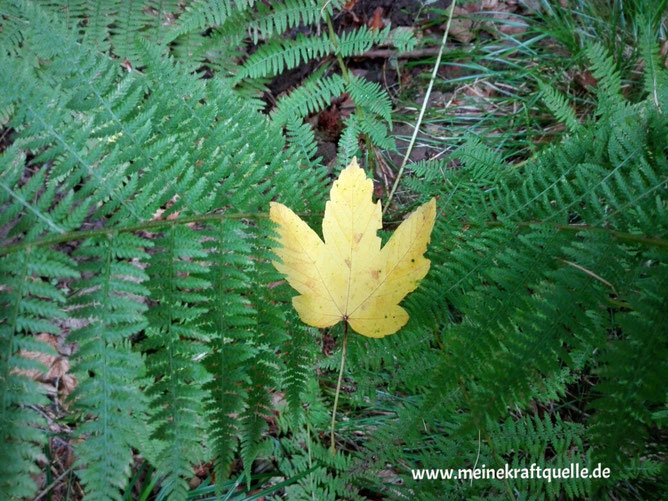 Herbstwald, Kraftquelle, buntes Laub, Wald in Hessen, Waldleben, Waldbaden, Kinder im Wald