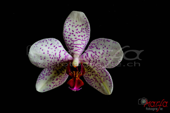 Orchideen