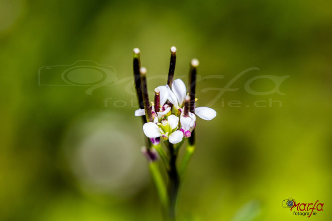 Wiesenblumen