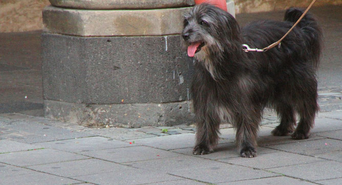 Hund aus Münster