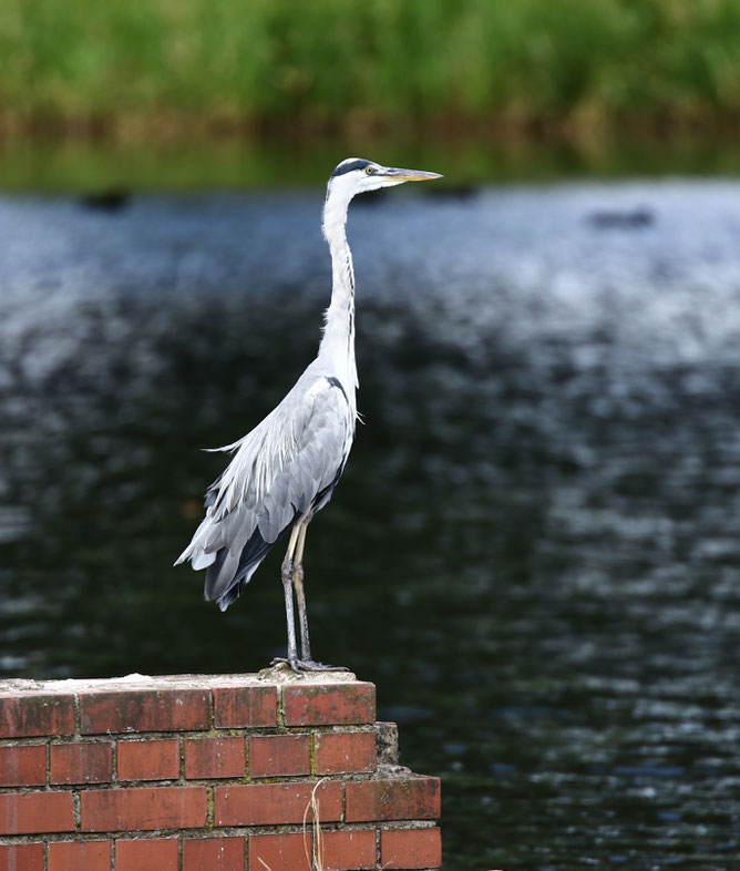 Bürgerpark