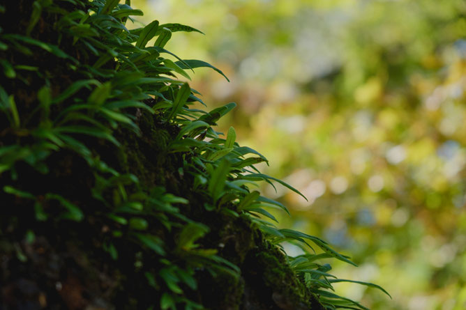 シダ植物の向こうに秋の色
