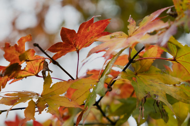明治神宮の紅葉