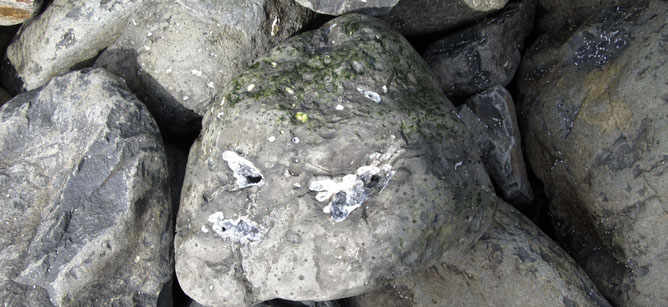 Grey rocks in Talisker Bay