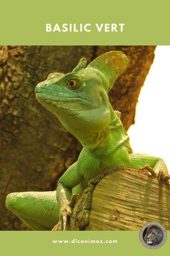 basilic vert fiche animaux reptiles