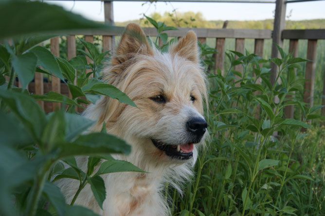 Elo Familienhund Welpe 