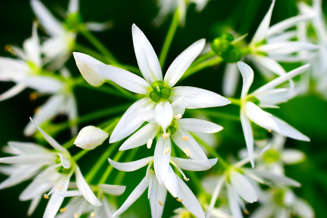 "Doldiger" Blütenstand mit sternförmigen Bärlauchblüten (Foto: Pixabay)