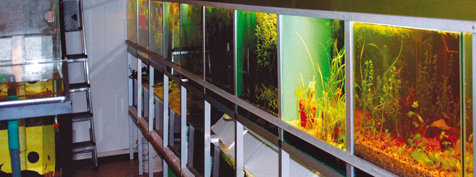 Bei großen Zuchtanlagen mit vielen Becken, sollte man für jedes Aquarium einen seperaten Kescher und anderes Zubehör verwenden, um eine Übertragungen von Krankheiten in andere Becken vorzubeugen.