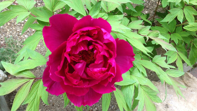  pünkösdi rózsa - символ праздника Pünkösd. 