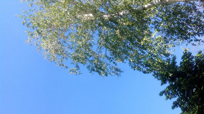 Чистое и нежно голубое небо сегодня. Пострадавшая березка в нашем саду. 