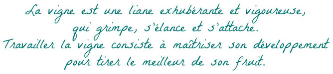 La vigne est une liane exhubérante et vigoureuse, qui grimpe, s'élance et s'attache. Travailler la vigne consiste à maîtriser son développement pour tirer le meilleur de son fruit.