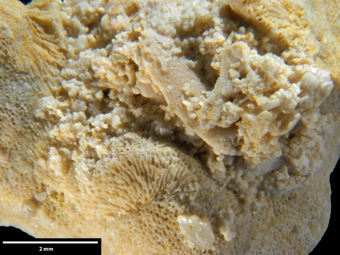 Senckenberg, Bryozoa, Bryozoen, Moostierchen, Sammlung Voigt