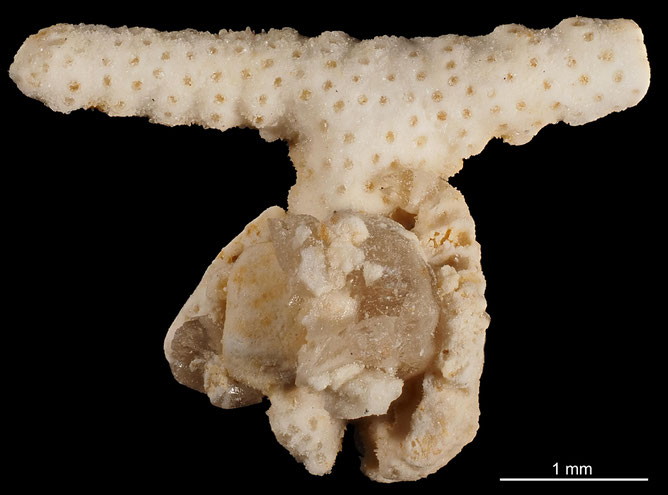 Senckenberg, Bryozoa, Bryozoen, Moostierchen, Sammlung Voigt