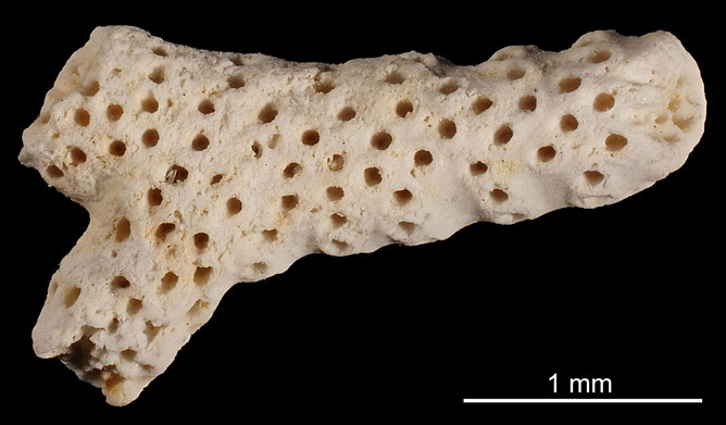 Senckenberg, Bryozoa, Bryozoen, Moostierchen, Sammlung Voigt