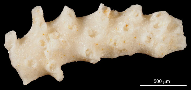 Senckenberg, Bryozoa, Bryozoen, Moostierchen, Sammlung Voigt