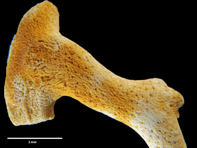 Senckenberg, Bryozoa, Bryozoen, Moostierchen, Sammlung Voigt