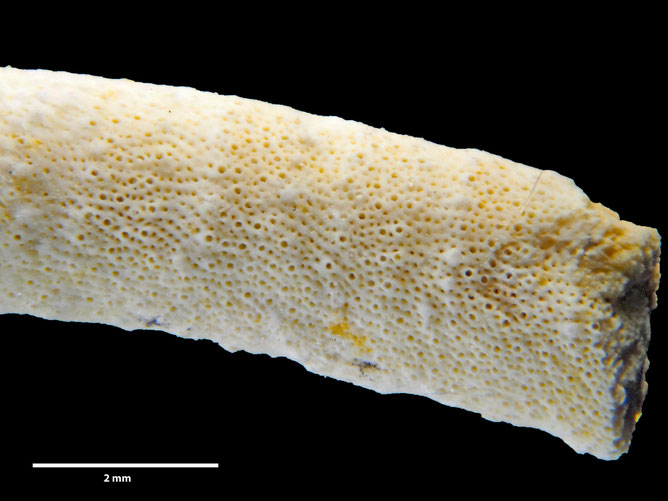 Senckenberg, Bryozoa, Bryozoen, Moostierchen, Sammlung Voigt