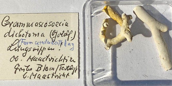 Senckenberg, Bryozoa, Bryozoen, Moostierchen, Sammlung Voigt