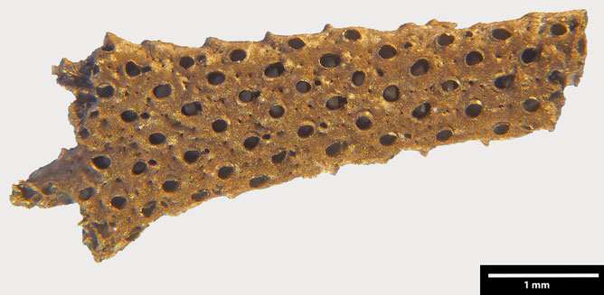 Senckenberg, Bryozoa, Bryozoen, Moostierchen, Sammlung Voigt