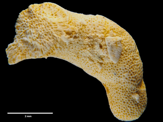 Senckenberg, Bryozoa, Bryozoen, Moostierchen, Sammlung Voigt