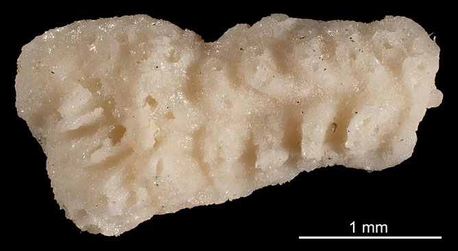 Senckenberg, Bryozoa, Bryozoen, Moostierchen, Sammlung Voigt