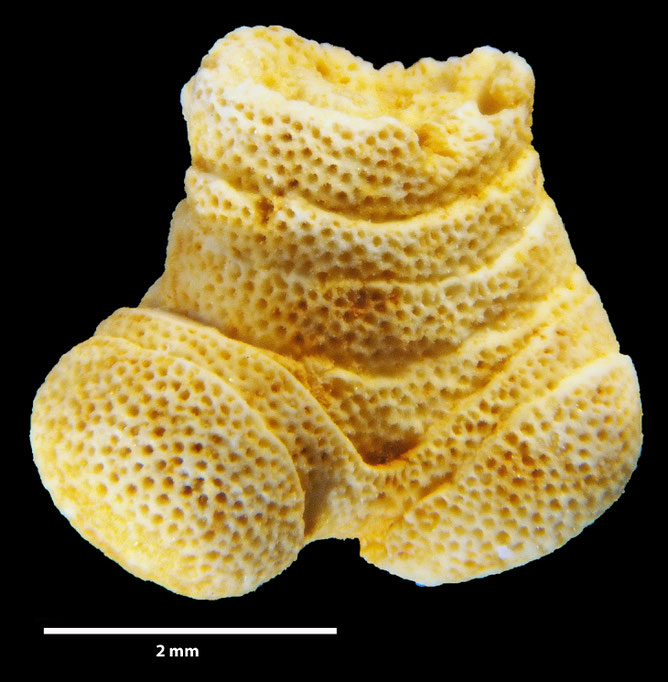 Senckenberg, Bryozoa, Bryozoen, Moostierchen, Sammlung Voigt