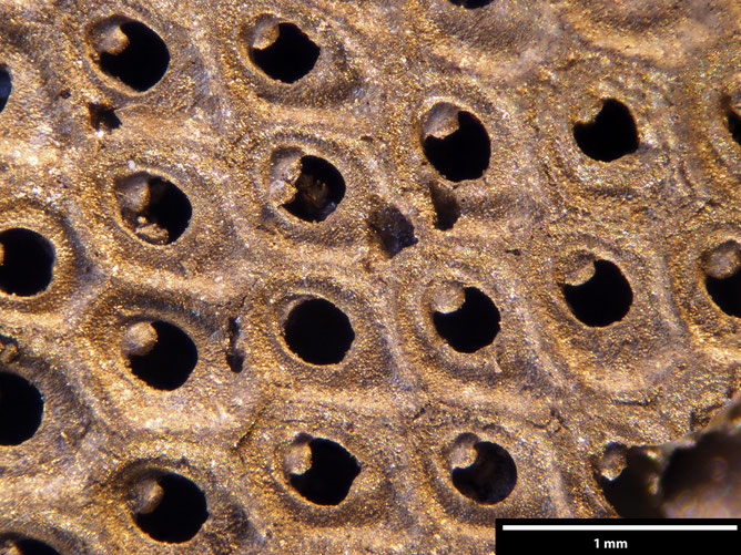 Senckenberg, Bryozoa, Bryozoen, Moostierchen, Sammlung Voigt