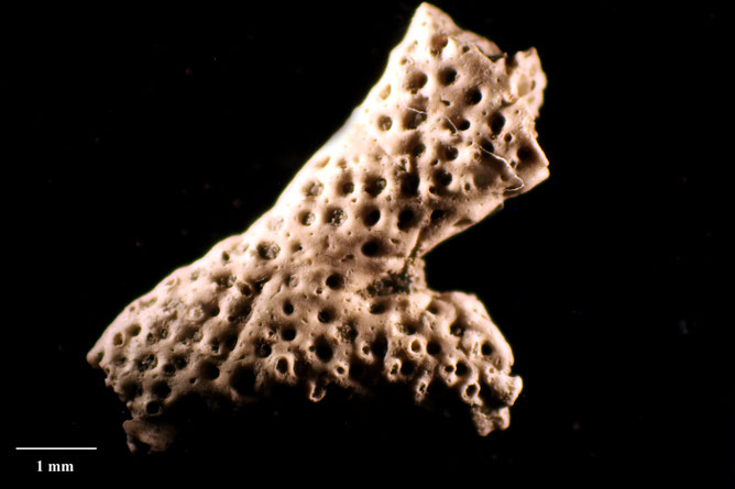 Senckenberg, Bryozoa, Bryozoen, Moostierchen, Sammlung Voigt