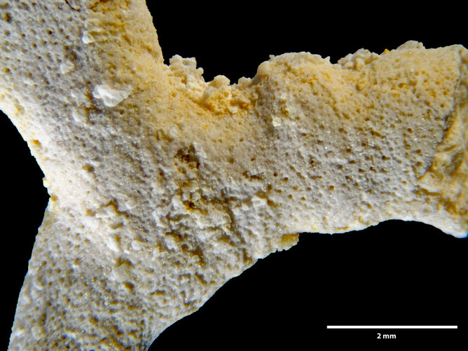 Senckenberg, Bryozoa, Bryozoen, Moostierchen, Sammlung Voigt