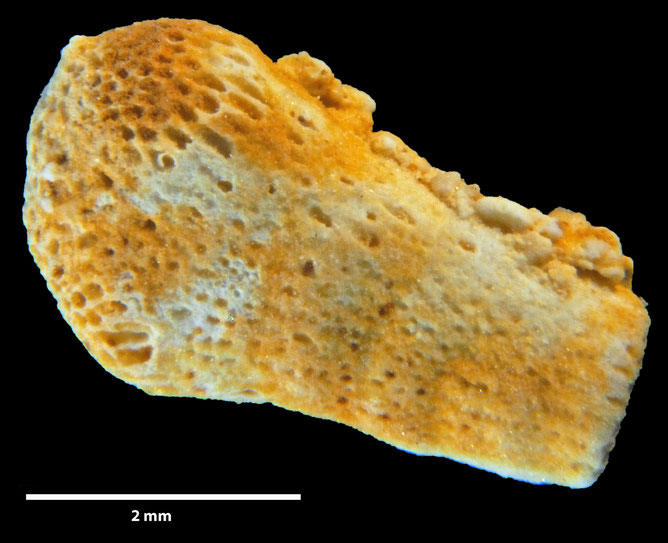 Senckenberg, Bryozoa, Bryozoen, Moostierchen, Sammlung Voigt