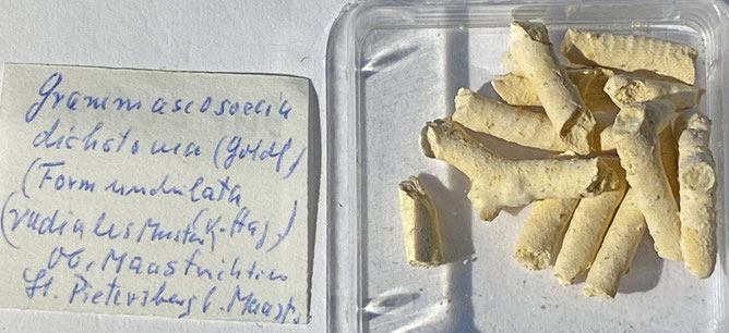 Senckenberg, Bryozoa, Bryozoen, Moostierchen, Sammlung Voigt