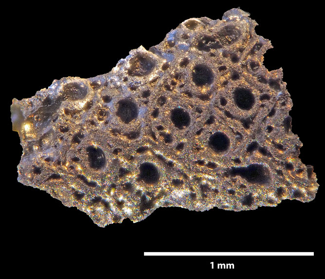 Senckenberg, Bryozoa, Bryozoen, Moostierchen, Sammlung Voigt